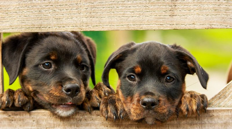 Rottweiler puppies